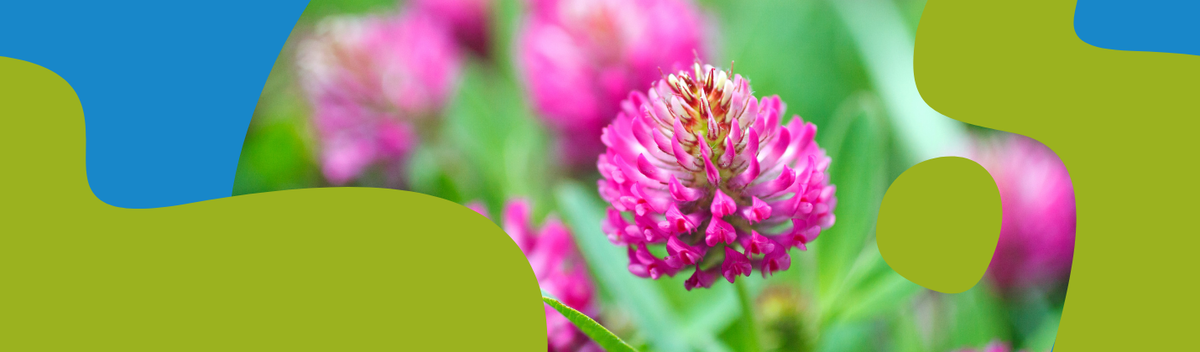 Red Clover - Benefits, Uses and Dosage Guide