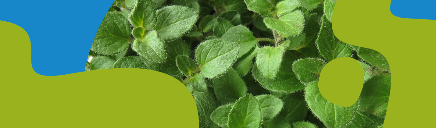 Oregano Oil - Properties, Uses and Health Benefits