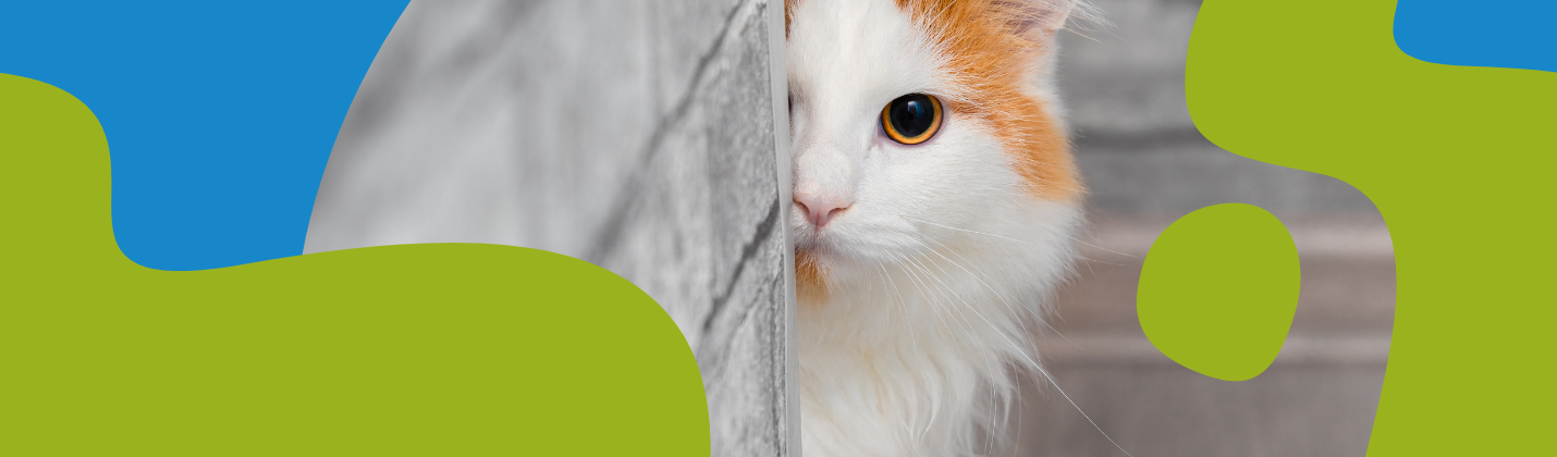 How to Repel Cats: Natural & Effective Methods