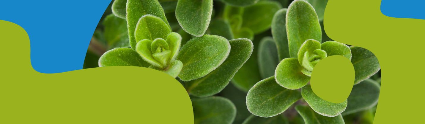 Marjoram Essential Oil: Uses, Benefits & Properties