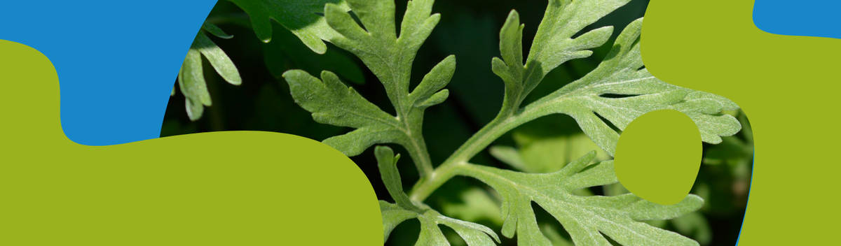 Wormwood (Artemisia absinthium): Properties & Uses