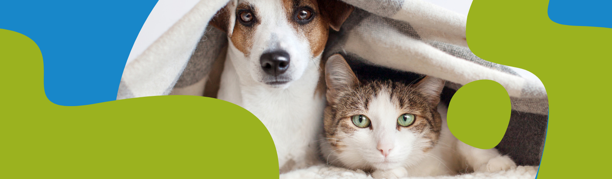 Best Pet Supplements: Health Guide for Dogs & Cats