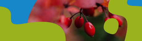 Berberine HCL: Benefits, Dosage & Uses