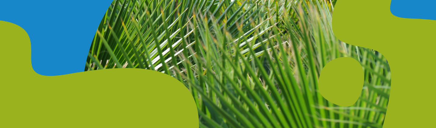 Saw Palmetto Benefits, Uses & Side Effects